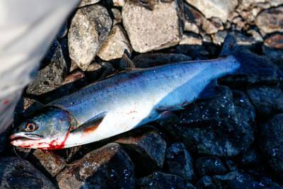 Путину на Камчатке назвали причиной роста цен на лосося