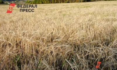 На Алтае ущерб от засухи превысил полмиллиарда рублей