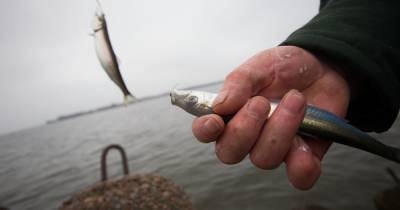 В Куршском заливе задержали браконьеров, поставивших сети на нерестящуюся рыбу