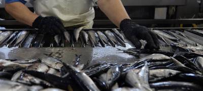 Предприниматель выставил на прилавок магазина в Петрозаводске опасную рыбу