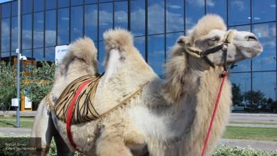 Одичавшие верблюды терроризируют жителей Астраханской области