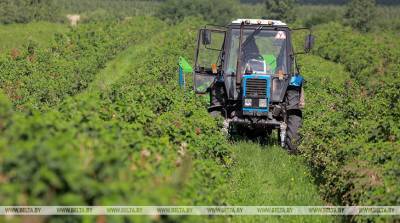 Ученые прогнозируют укрупнение и специализацию фермерских хозяйств в Беларуси