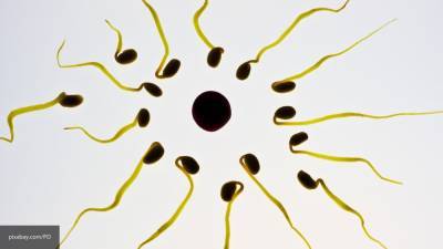 Ученые обнаружили следы коронавируса в сперме пациентов