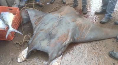 У берегов Индии поймали гигантского ската весом 800 кг (ФОТО)