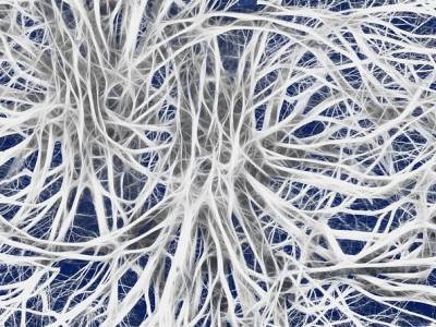 Нервные клетки человека нацелены на долгую жизнь