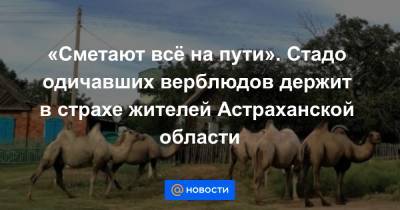 «Сметают всё на пути». Стадо одичавших верблюдов держит в страхе жителей Астраханской области
