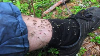 Агрессивные и голодные: челябинцы жалуются на небывалую активность комаров