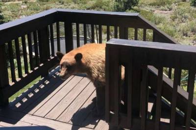 В Калифорнии медведь пришел в гости в частный дом, но обиделся, что хозяин жилища не пустил его: фото и видео
