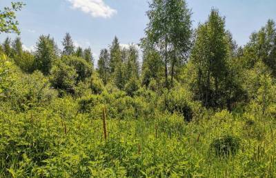 В Вышневолоцком районе продолжают зарастать свыше 30 гектаров сельскохозяйственных угодий