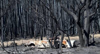 Масштабные пожары в Австралии: около трех миллиардов животных погибли или исчезли