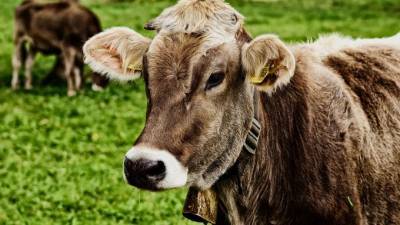В Ленобласти утвердили союз производителей молочной продукции