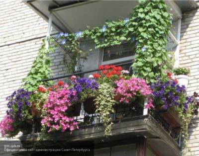 Власти Петербурга начали поиски самого красивого балкона