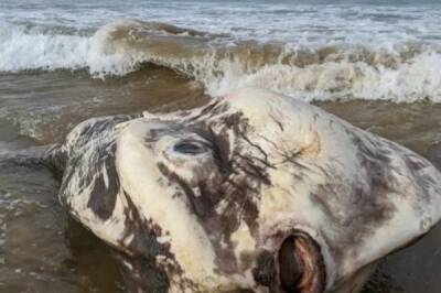 В Австралии на берег вынесло труп гигантского существа