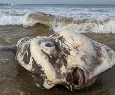 В Австралии на берег вынесло труп гигантского существа (ФОТО)