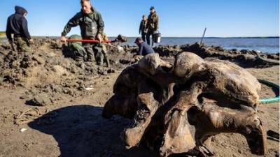 На Аляске все чаще стали находить доисторических животных, — Reuters