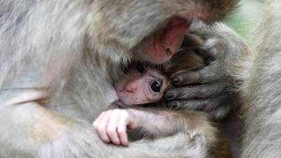 В Сочи зоозащитники изъяли обезьян у пляжных фотографов