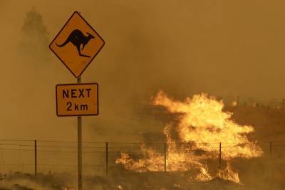 Ученые: из-за пожаров в Австралии пострадали около трех миллиардов животных