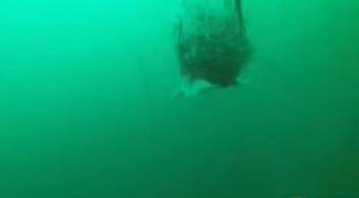Сеть шокировало видео с «подводным монстром»