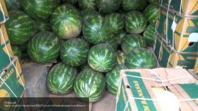 Астраханские селекционеры вырастили новый сорт арбуза
