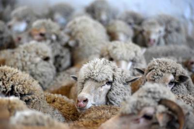 Малоимущим жителям Ингушетии раздадут более 1 тыс. овец к Курбан-байраму