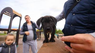 В России предложили ввести обязательную регистрацию собак