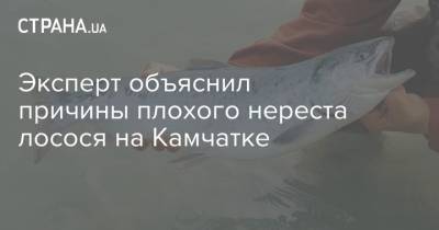 Эксперт объяснил причины плохого нереста лосося на Камчатке