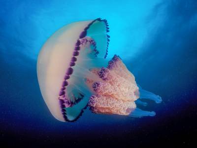В Сети появился ролик с самой огромной медузой в мире