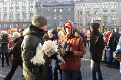 Киевсовет рекомендует прекратить эксплуатацию животных для видео - и фотоуслуг