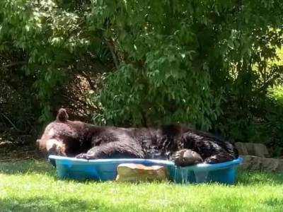В США медведь уснул на детской площадке