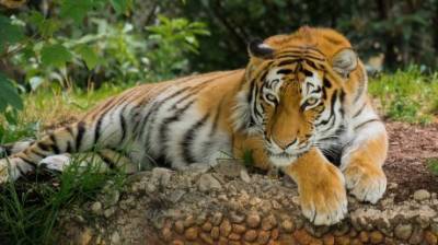 29 июля полюбуемся тигриной красотой