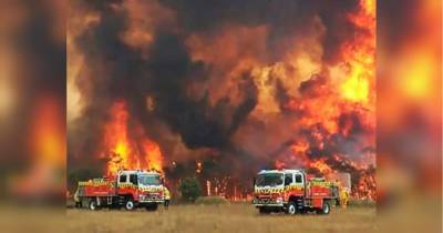 Погибли миллиарды: в Австралии подсчитали число животных, убитых страшными пожарами