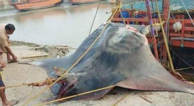 В Индийском океане выловили гигантского ската весом 800 килограммов (фото)