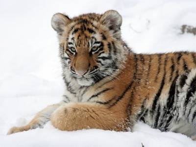 Жителя Хабаровского края заподозрили в убийстве тигра