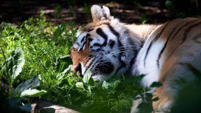 В Хабаровском крае убили амурского тигра и продали тушу по частям