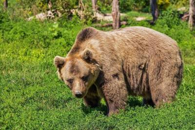 В Красноярском крае застрелили агрессивного медведя