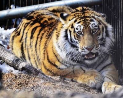 Житель Хабаровского края ответит за убийство амурского тигра