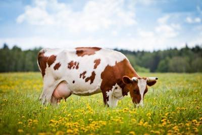 Производство молока увеличилось на 6 %, скота и птицы — на 5,7 %