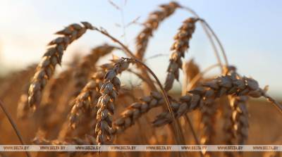 Агропредприятие "Завидовское" Добрушского района первым в стране завершило уборку зерновых