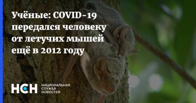 Учёные: COVID-19 передался человеку от летучих мышей ещё в 2012 году