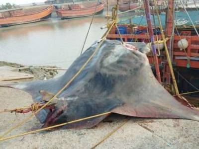 Индийские рыбаки выловили гигантское «чудовище» в 800 килограмм