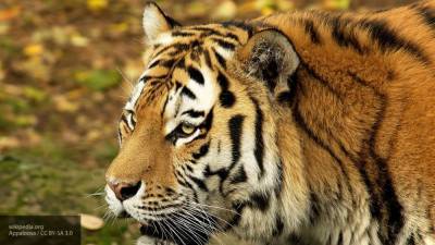 Хабаровчанин убил амурскую тигрицу, чтобы продать ее тушу