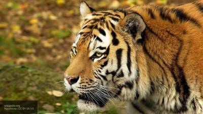 Житель Хабаровского края убил краснокнижного амурского тигра для продажи