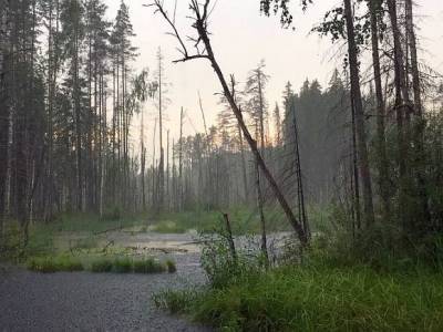 В лесу Ленобласти откопали пропавшего петербуржца