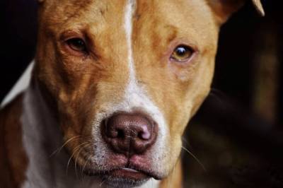 Подводные камни закона о регистрации собак назвала Ассоциация любителей домашних животных