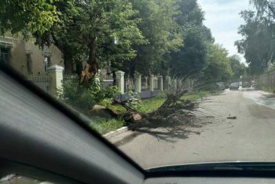 В Твери дерево упало на проезжую часть возле Суворовского училища