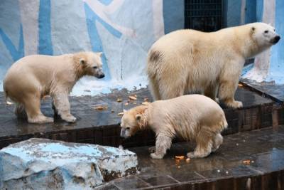 Региональные власти выделили Новосибирскому зоопарку более 36 млн рублей на непредвиденные расходы
