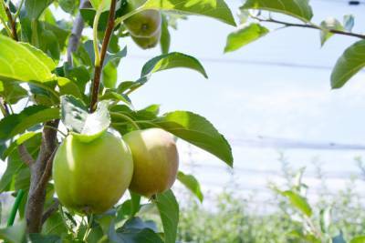 Ставропольский край намерен собрать урожай яблок в 20 тысяч тонн