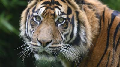 В честь дня тигра кошек барнаульского зоопарка угостят семгой и мясной вырезкой