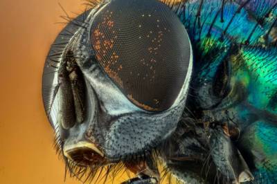 Австралийские учёные назвали новые виды мух в честь героев вселенной Marvel