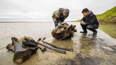 Хорошо сохранившиеся останки мамонта обнаружены в Сибири
